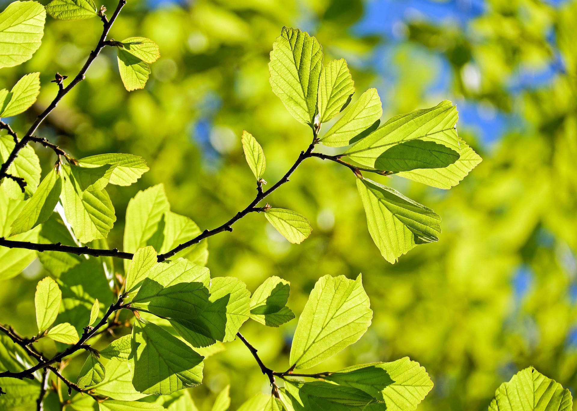 Springtime Leaves